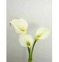 ΚΑΛΛΑ  ΛΕΥΚΗ  ΜΙΝΙ  CALLA  CRYSTAL-BLUSH